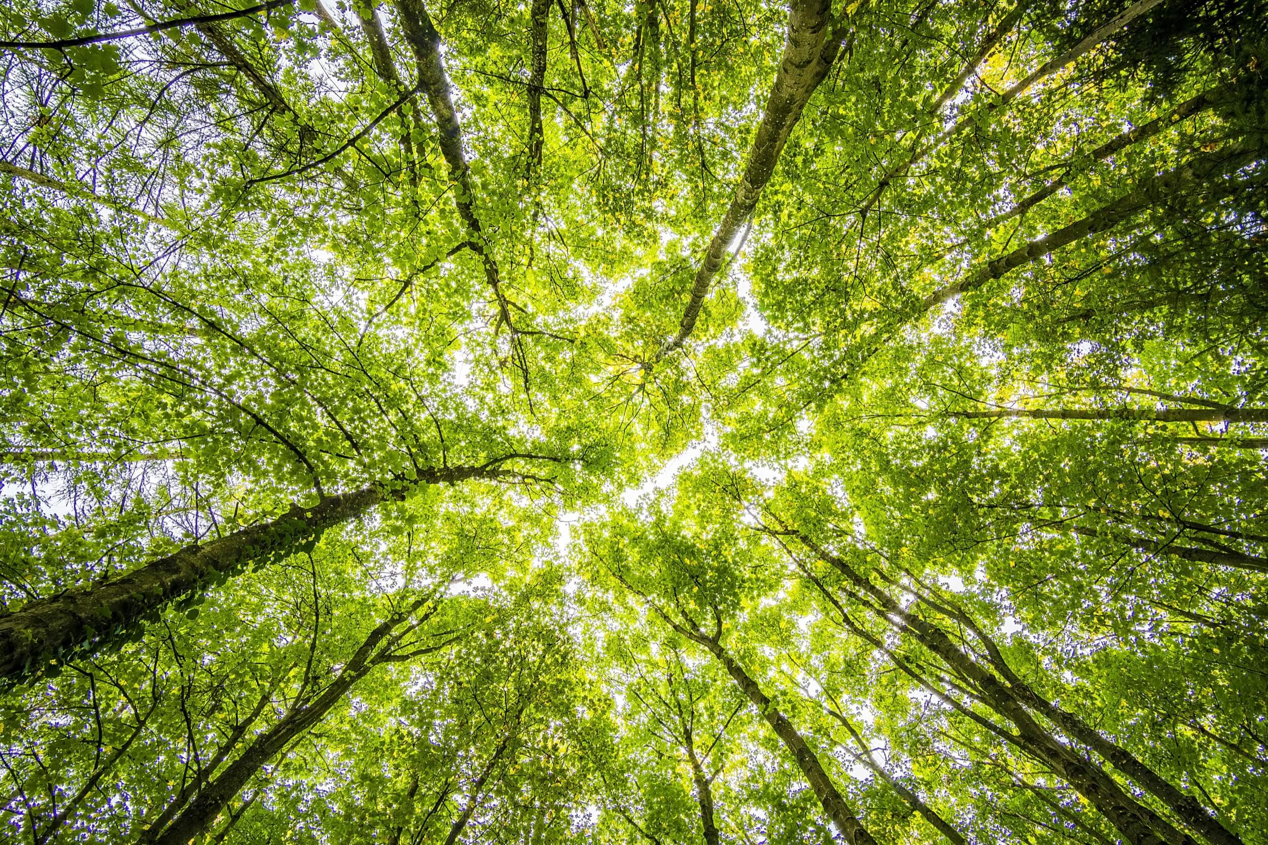 Looking up through a sunlit green forest canopy
